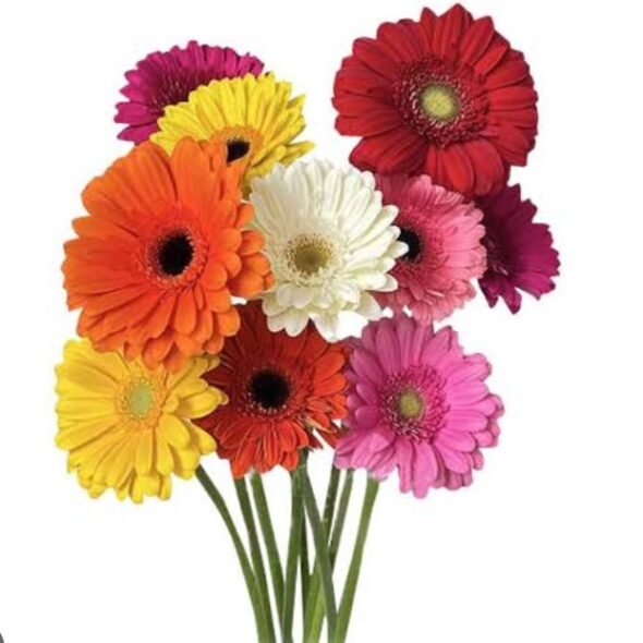 Gerbera Flowers