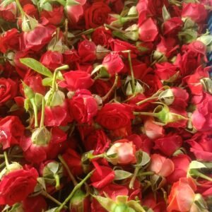 Mirable Rose Loose Flowers
