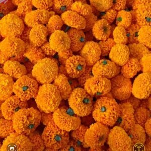 Marigold Loose Flowers Orange