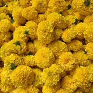 Marigold Loose Flowers Yellow