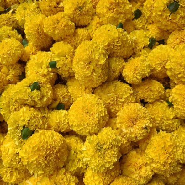 Marigold Loose Flowers Yellow